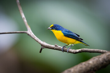 The yellow-throated euphonia, Euphonia hirundinacea