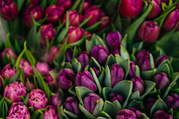 Fototapeta premium A vibrant assortment of fresh tulips in various shades of pink, purple, and peach, beautifully arranged in bouquets