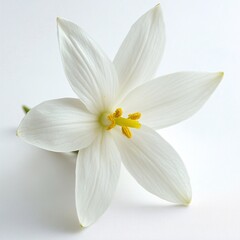 Close up of a Delicate White Flower with Yellow Stamens Isolated on White Background