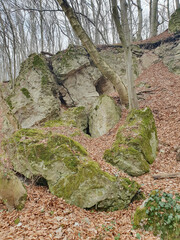 Rocks that stand out in the middle of a dense forest