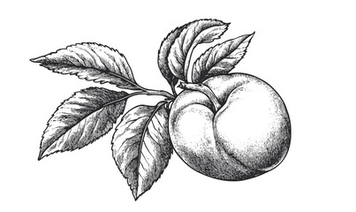Detailed peach with leaves illustration, black and white vector, linear icons set.