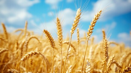 Fototapeta premium Golden Wheat Field Under Bright Blue Sky with Clouds