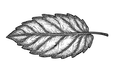 Detailed leaf drawing, natural botanical artwork, black and white vector, linear icons set.