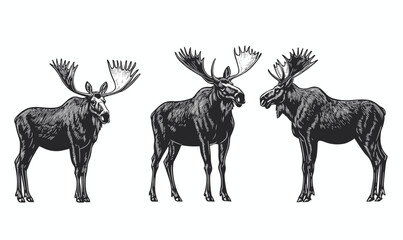 Fototapeta premium Moose silhouettes collection, detailed animal depictions in linear icons set, vector.