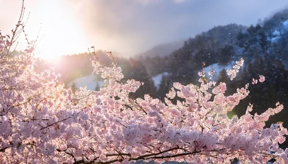 Selbstklebende Fototapeten 朝日に照らされている雪の日に咲く桜 © Sayuri