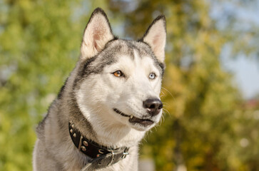 Siberian husky in sunlit park with lush green background
