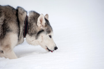 Siberian husky sniffing snowy ground in winter landscape