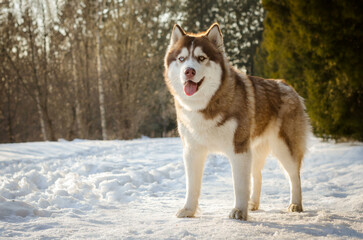 Siberian husky in snowy forest, bright winter day