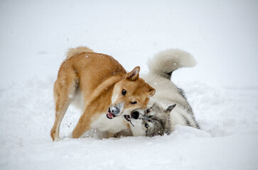 Huskies embrace in snowy landscape