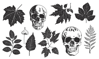 Fototapeta premium Skull and leaf illustrations - botanic and anatomy icons set, linear vector.