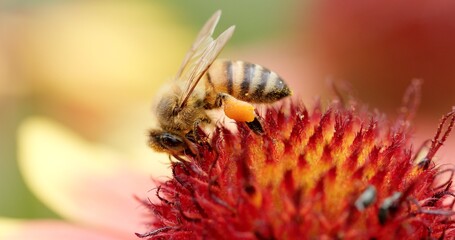 A Beautiful Bee Pollinating a Flower with Vibrant and Colorful Petals and Nectar Sources