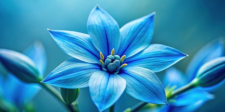 Stunning Blue Tweedia Flower, Floral Background