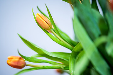 Bukiet tulipanów tulipan 