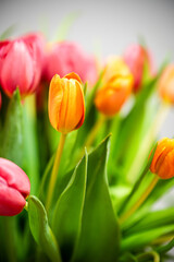 Bukiet tulipanów tulipan  © Grzegorz