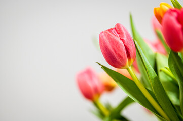 Bukiet tulipanów tulipan  © Grzegorz