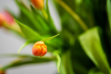 Bukiet tulipanów tulipan  © Grzegorz