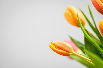 Bukiet tulipanów tulipan  © Grzegorz