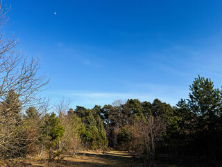 Tranquil natural landscape with trees, blue sky, and distant moon in daylight