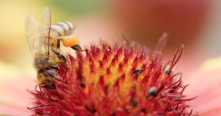 A Busy Bee Engaging in the Act of Pollinating a Stunningly Vibrant Flower in Nature Today © procinemastock