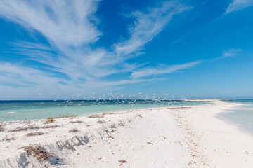 White sands on a flat desert island with turquoise water, blue skies and a flock of white sea birds