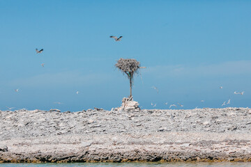 Sea eagles and their nest on a pole on a desolate coral island