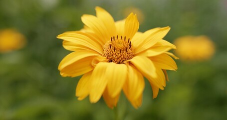 A Beautiful and Vibrant Yellow Flower is in Full Bloom Against a Soft Green Background