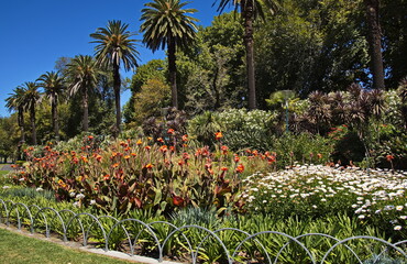 Fototapeta premium Palm trees and flowers in botanical garden in Melbourne,Victoria,Australia 