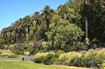 Palm trees and flowers in botanical garden in Melbourne,Victoria,Australia
