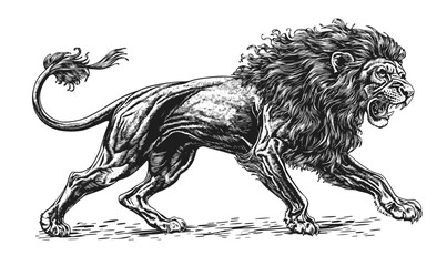 Majestic roaring lion illustration in dynamic pose, linear style, vector icons set.