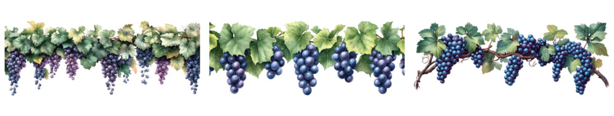 Obraz premium Vibrant grapevine with lush leaves and clusters of ripe grapes showcasing nature's beauty and abundance. Transparent PNG background, commercial use