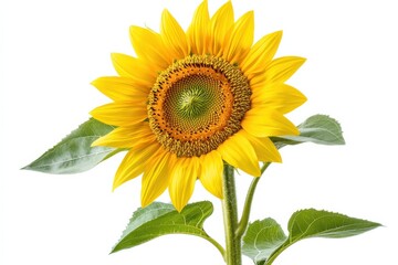 Obraz premium A vibrant sunflower stands tall, illuminated by sunlight, showcasing nature's beauty in full bloom isolated on transparent background