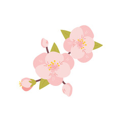 Cherry blossom flowers isolated on white background. Sakura. Vector illustration.