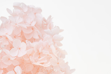 Hydrangea pink flowers petals with place for text white background