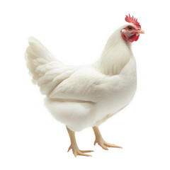 Fototapeta premium a white hen stands upright showcasing its fluffy feathers and distinctive red comb set against a clean white background emphasizing the bird's features and form