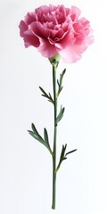 Pink Carnation Flower  Single Stem  Bloom  Botany  Floral