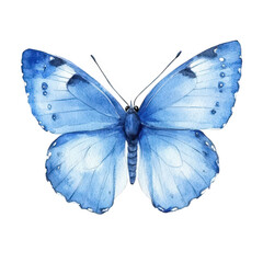 Fototapeta premium a beautifully detailed watercolor illustration of a blue butterfly showcasing delicate wings with various shades of blue and intricate patterns the design highlights nature's beauty and artistry