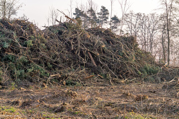 a pile of branches on a heap. a cleared forest. cut trees in a forest. forest management. a void in the forest. stumps remain in the ground after trees have been cut down.