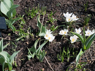 花壇で咲いているクロッカス