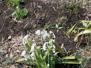 花壇で咲いているナルキッソス（スイセン属）の花
