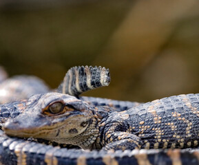 Alligator Baby Pile one Missing Tail Tip Everglades 