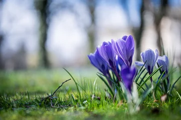 Fototapete Rund Krokus © Grzegorz