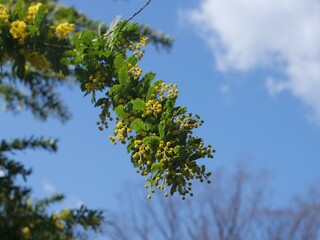 公園でミモザの花が咲いている
