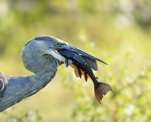 Great Blue Heron with Fresh Fish Catch Invasive Armored Catfish Pleco 