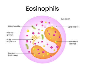 Diagram of Eosinophil Cell Showing Internal Structures