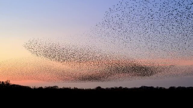 Starling birds murmuration in the sky during sunset at the end of a winter day. Huge groups of starlings (Sturnidae) in the sky that move in shape-shifting clouds reacting to Sparrow hawks bird 