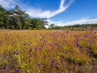 The light purple, purple, yellow and white small wildflower field on the wet rock floor.