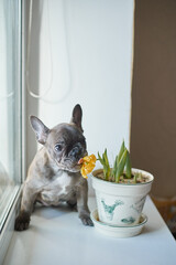 Dog French Bulldog eating tulip flower in pot at home. dog gray brown