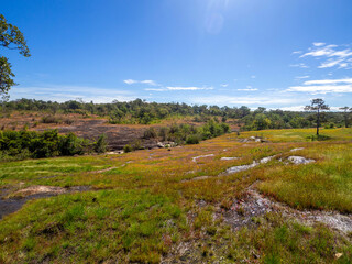 The beautiful view of small colourful wildflower field with the pouring water on the rock floor.