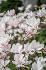 Magnolia