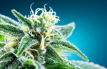 Fototapeta premium Cultivating cannabis close-up of a flowering plant indoor grow room photography macro shot nature plants